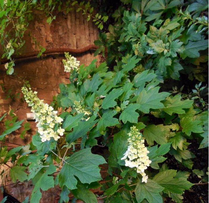 Ortensie rampicanti: che spettacolo!