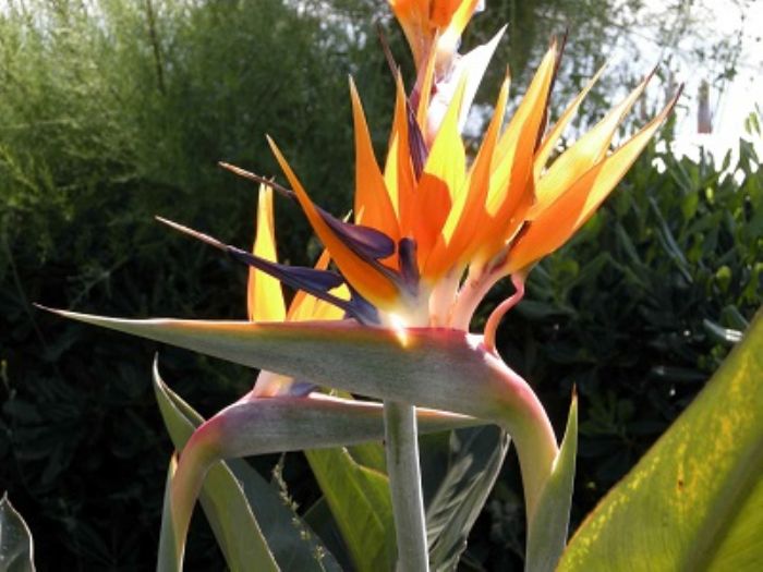 Strelitzia dalle grandi foglie