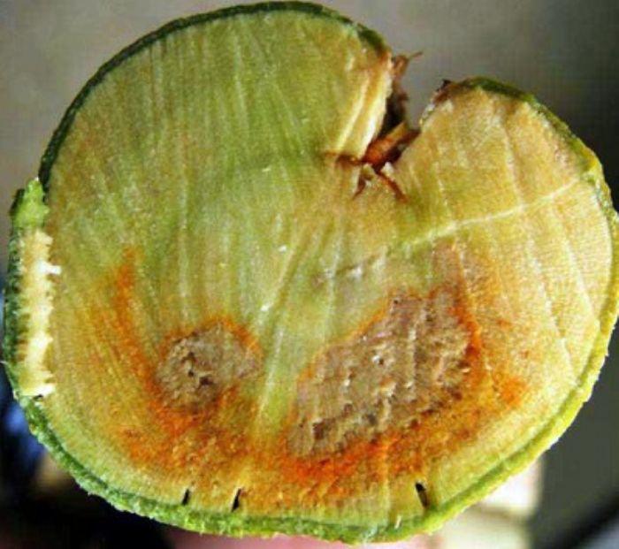 Tutti i nemici del limone