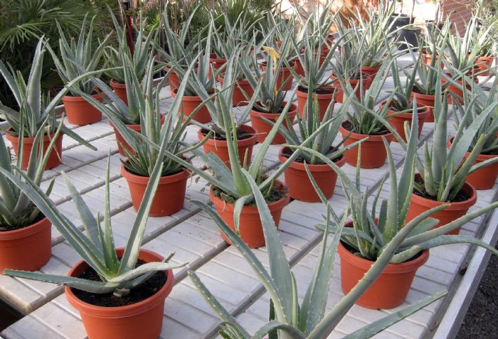 Aloe vera: a cosa serve, come si usa