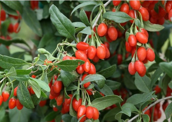 Goji