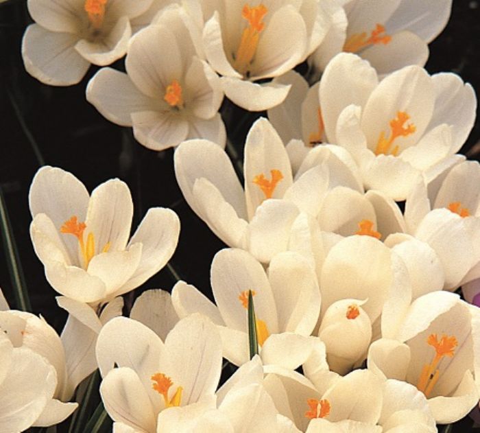 Piccoli bulbi primaverili molto ecologici