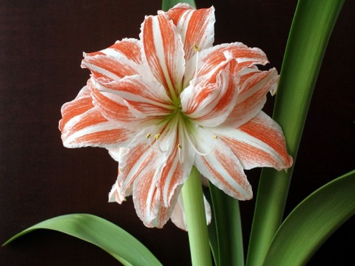 Hippeastrum, il bulbo gigante