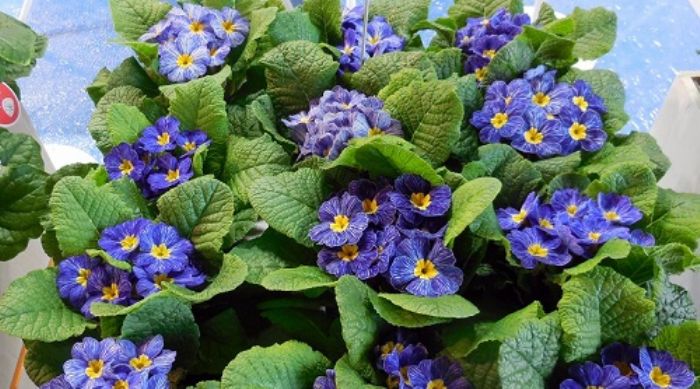 Una primula? No, tante primule!