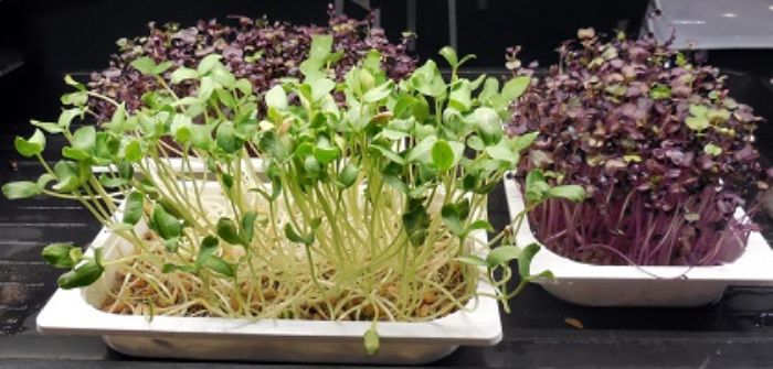 Microgreen, le piantine che fanno benissimo