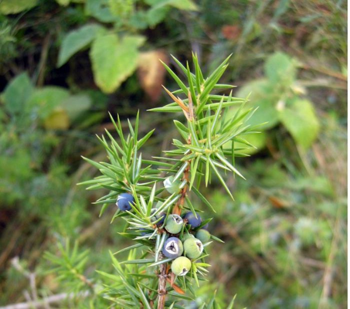 Ginepro, balsamo per i polmoni