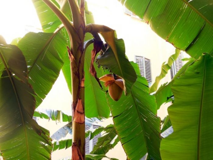 Banano, la giungla in casa