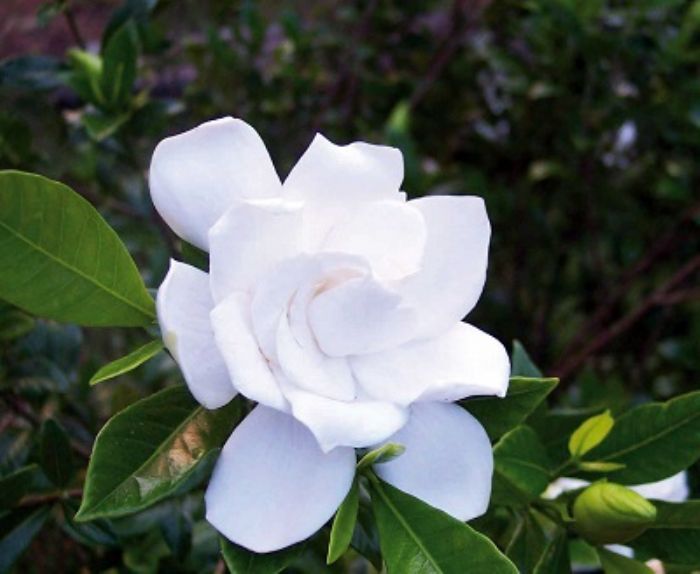 Gardenia, il fiore all�occhiello