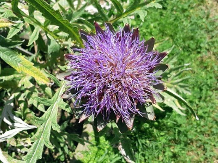 Carciofo, per depurare il fegato