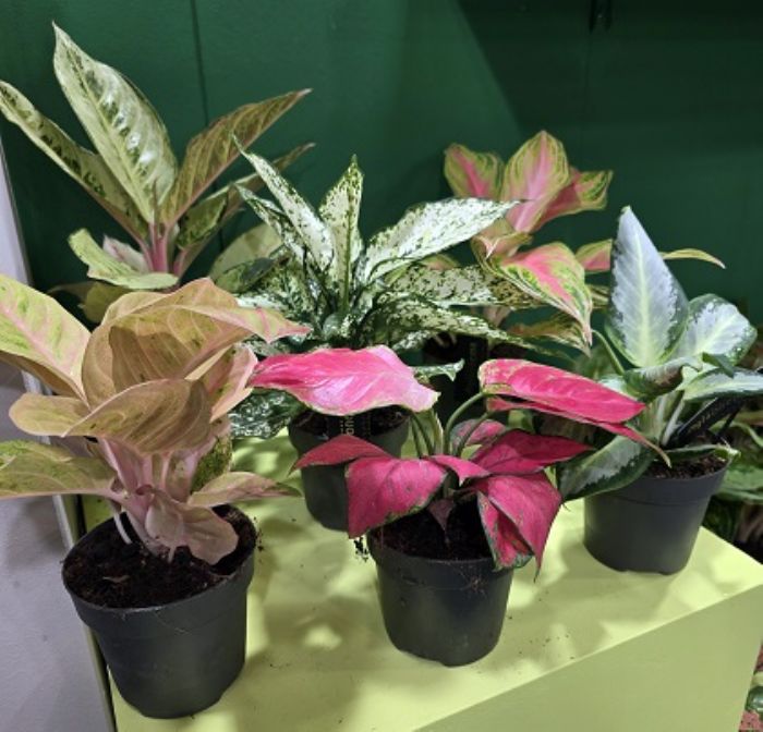 Piante d�appartamento stressate dall�inverno