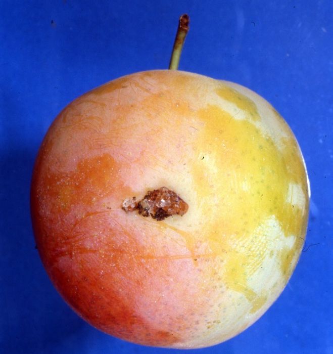 Come si prevengono le tignole della frutta?