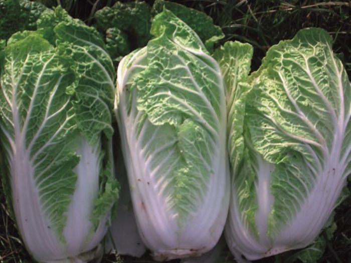 Cavolo cinese, pak choi, mizuna, che propriet� hanno?