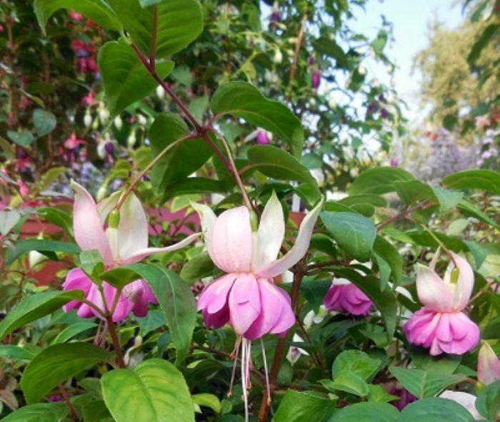 Fucsia, ideale per l�ombra