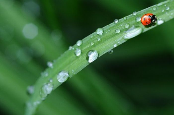 Come usate i prodotti biologici per la difesa delle piante?