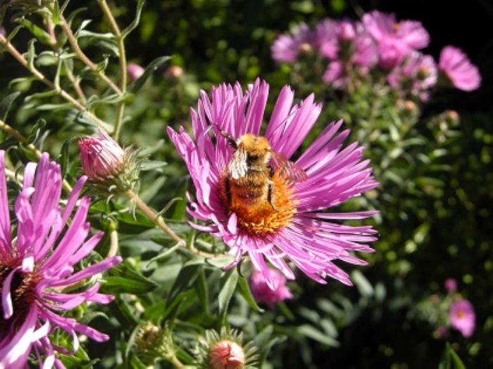 Desiderate un giardino per api e farfalle?