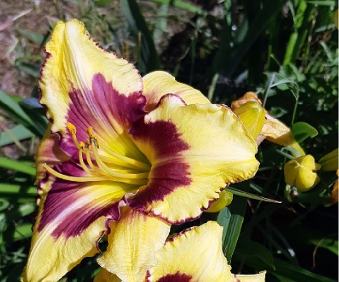Hemerocallis, fiori senza cure