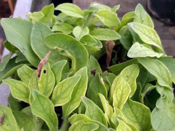 Potatura estiva per piante da fiore