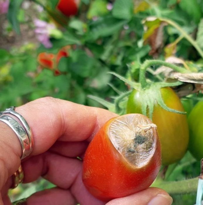 Tutti i nemici dei pomodori