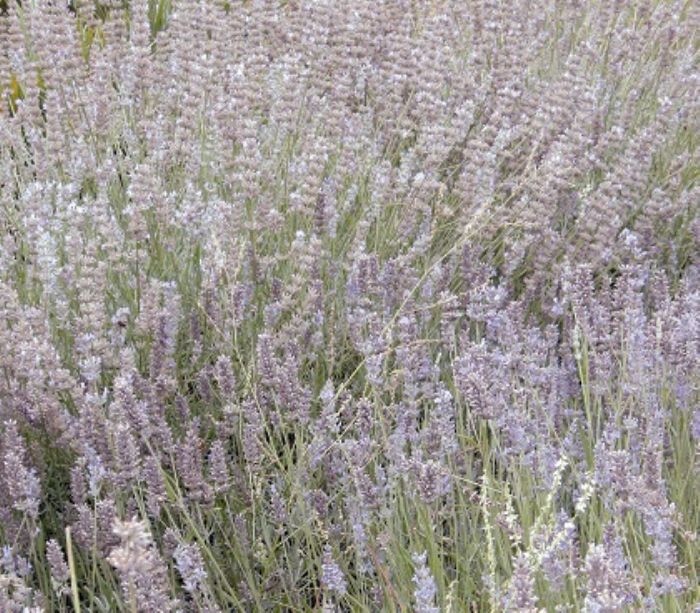 Lavanda, e i nervi si calmano
