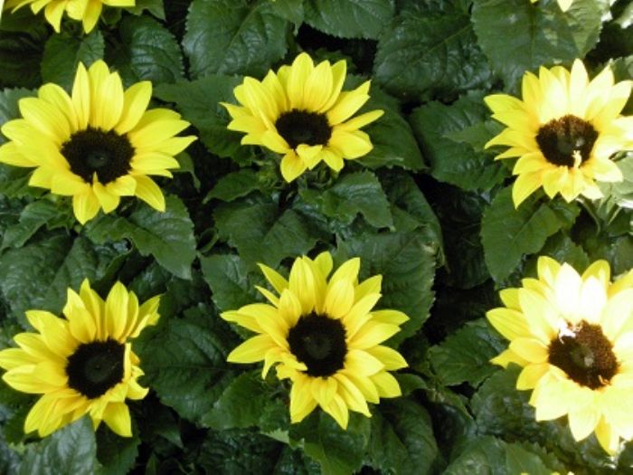 Il tempo del girasole