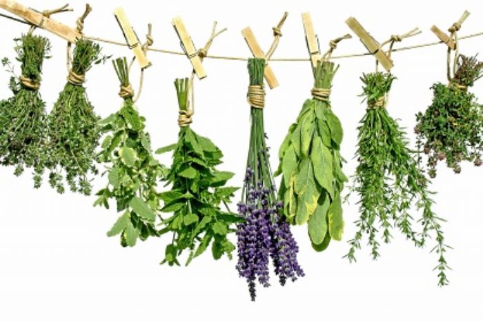 Conservare le piante aromatiche per l�inverno