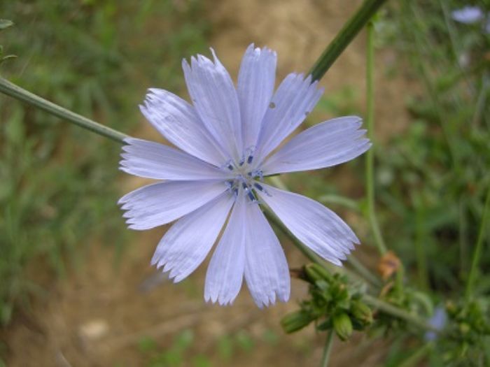 Cicoria selvatica, e le tossine se ne vanno
