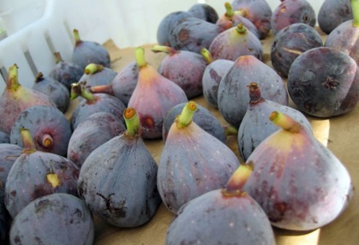 Fichi, amici dell�intestino