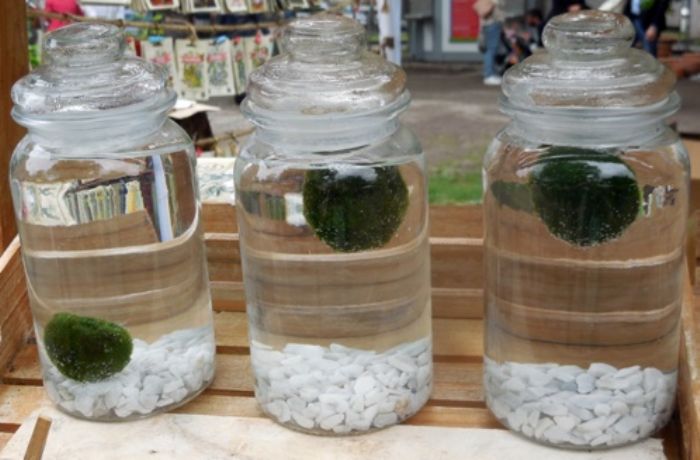 Marimo, verde vivo senza impegno