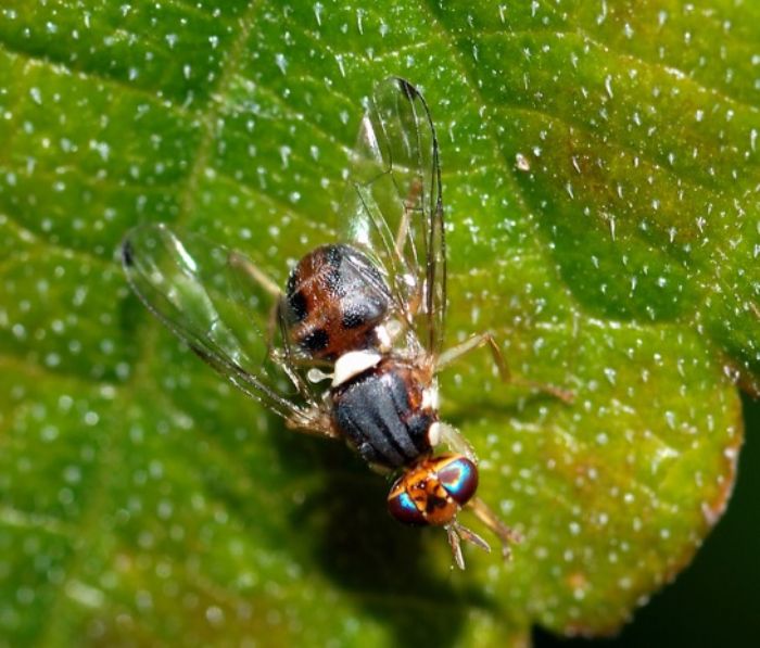Mosca dell�olivo, si combatte cos�