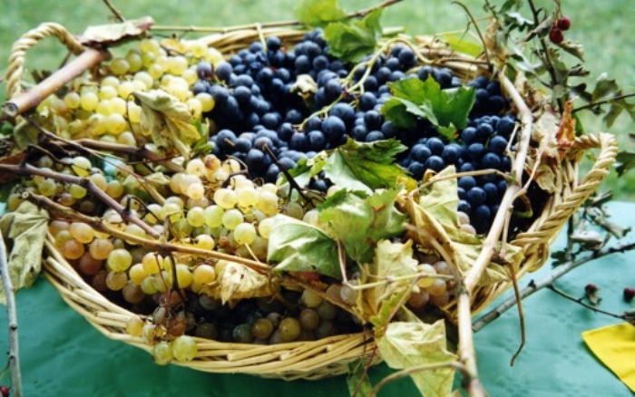 Uva, la depurazione � dolce