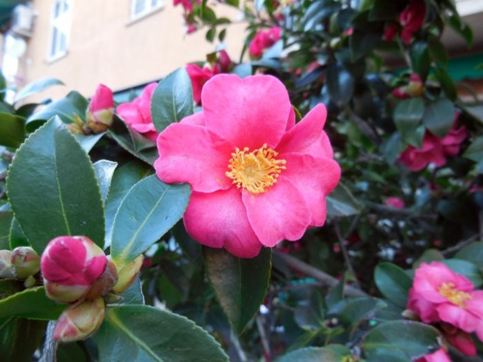 Camellia sasanqua, l�alternativa d�autunno