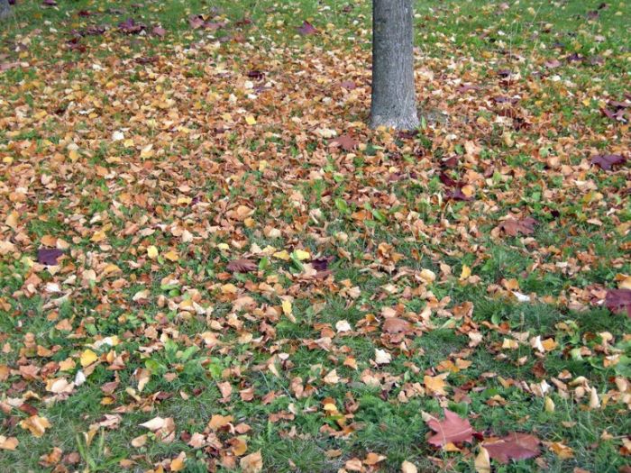 Coccole per il prato in autunno