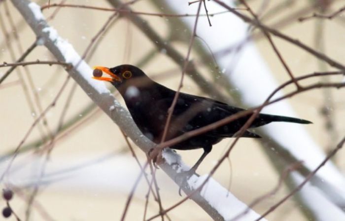Birdgarden con le bacche
