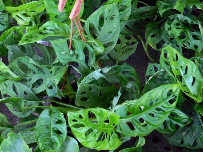 Monstera, fra scimmie e costellazioni