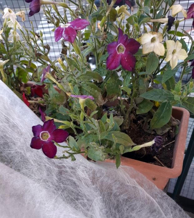 Controllate le piante protette per l�inverno!