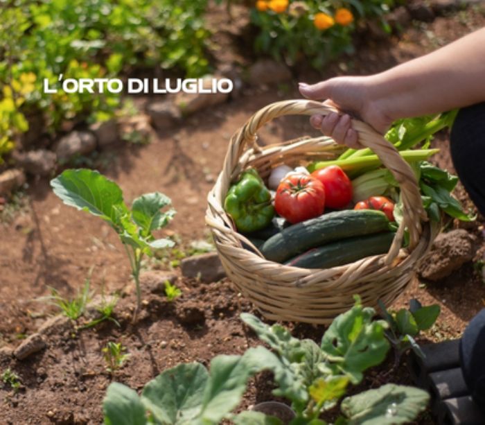L'orto di Luglio: cosa raccogliere e cosa seminare