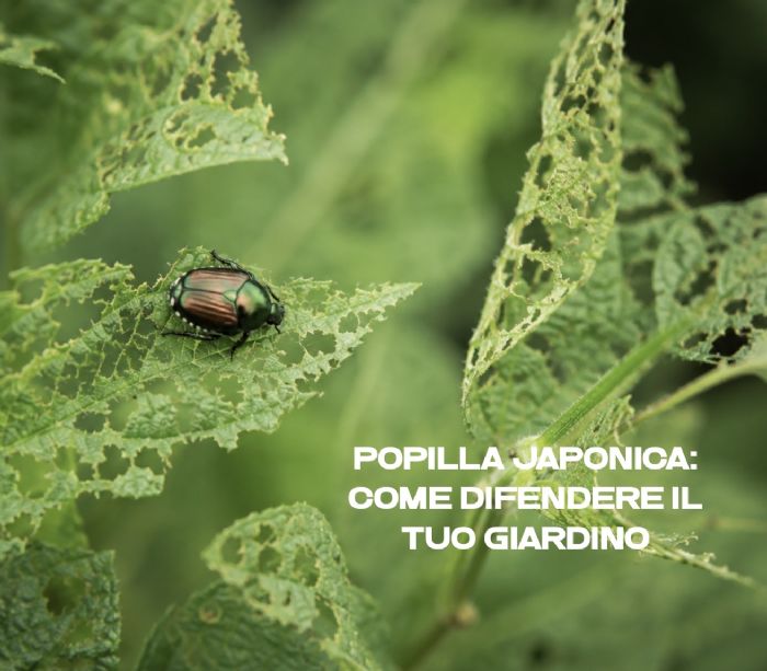 Popillia Japonica: come difendere il tuo giardino
