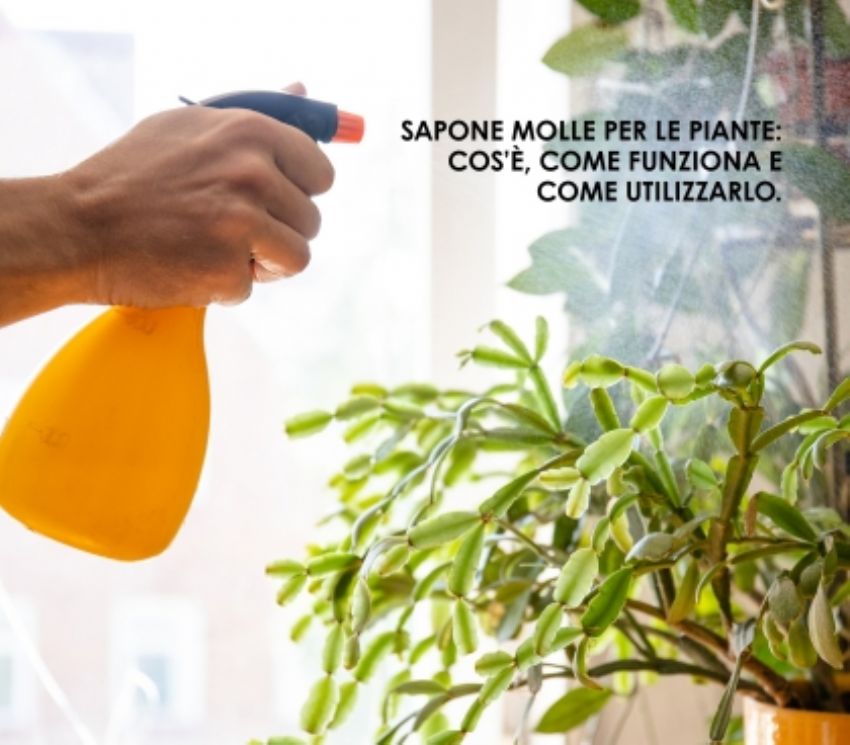 Sapone molle per le piante: cos��, come funziona e come utilizzarlo.