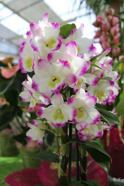 Mostra mercato Orchidee