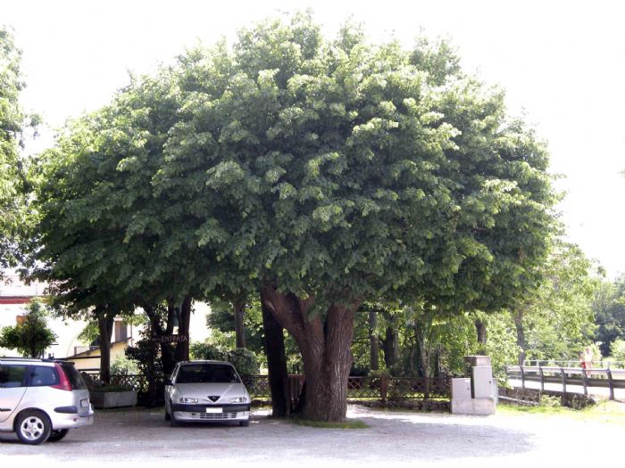 5 Alberi per Avere Ombra in Giardino