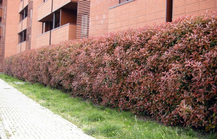 Bonus Verde 2021, rifare la siepe